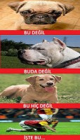 /album/resim-galerisi/i%c5%9fte-buu-jpg/